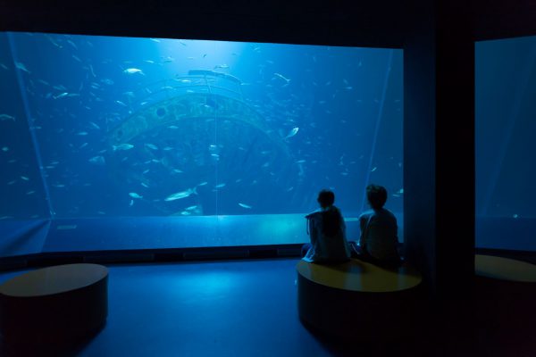 Beobachtungen der Unterwasserwelt im Ozeaneum